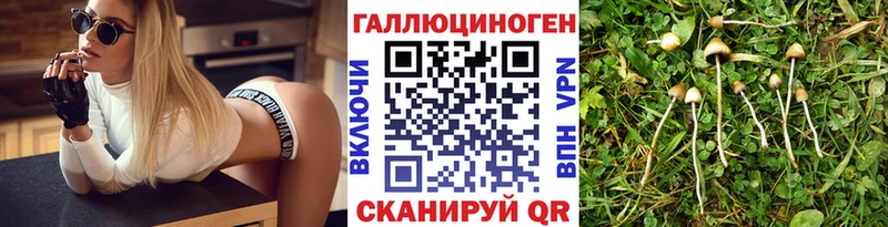 купить наркотики цена  Алексин  Псилоцибиновые грибы Psilocybe 